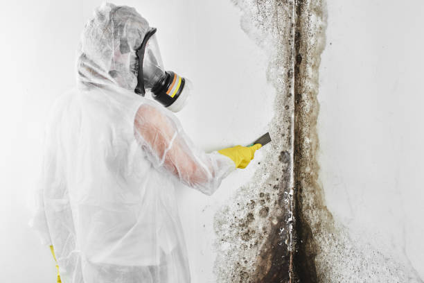 Best Post-Flood Mold Remediation in Aldine, TX