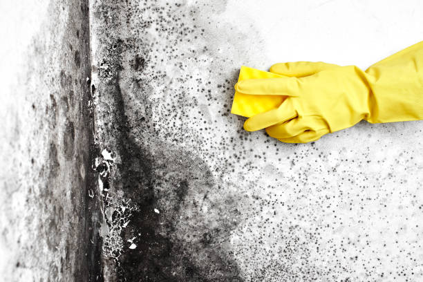 Best Kitchen Mold Remediation in Aldine, TX