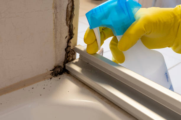 Best White Mold Remediation in Aldine, TX