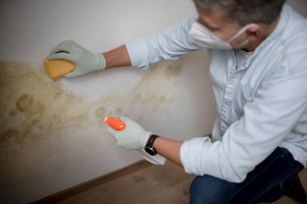 Best Industrial Mold Remediation in Aldine, TX