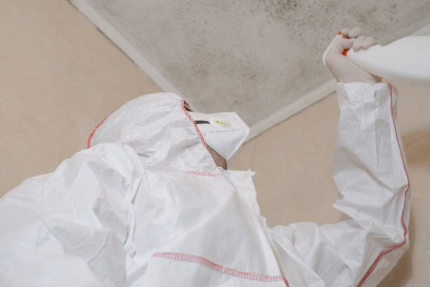 Best Black Mold Remediation in Aldine, TX