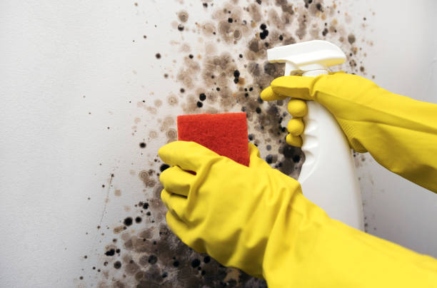 Best Post-Flood Mold Remediation in Aldine, TX
