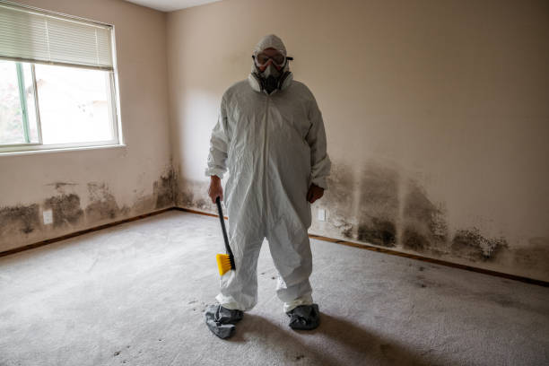 Best Attic Mold Remediation in Aldine, TX
