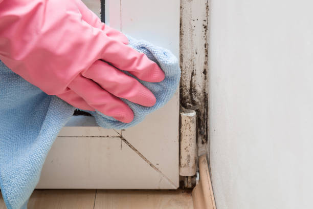 Best Mold Testing and Inspection Services in Aldine, TX