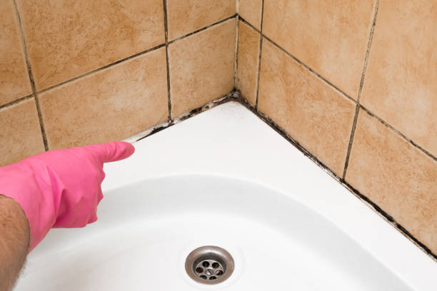 Best Insurance-Related Mold Remediation in Aldine, TX